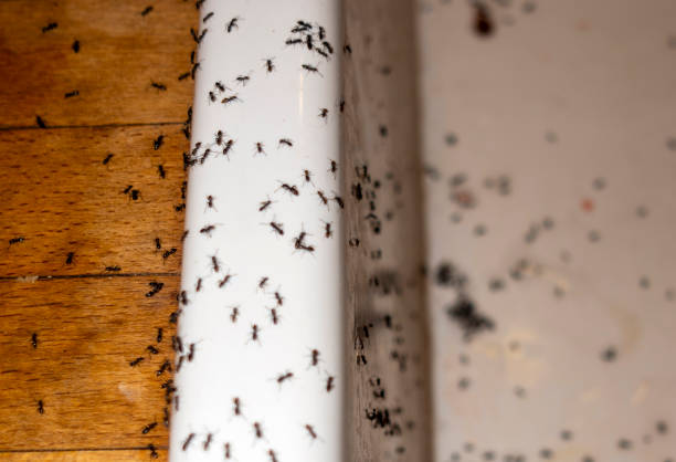 Best Bed Bug Extermination  in Wolcottville, IN
